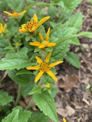 Chrysogonum
