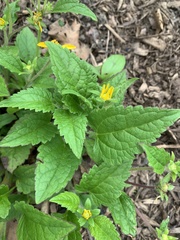 Chrysogonum