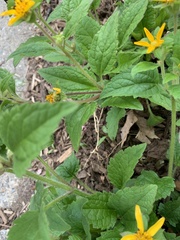 Chrysogonum
