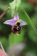Ophrys fuciflora