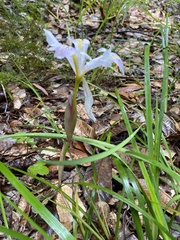 Iris purdyi