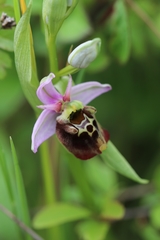 Ophrys fuciflora