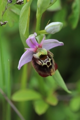 Ophrys fuciflora
