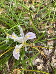 Iris purdyi