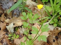 Ranunculus hispidus caricetorum