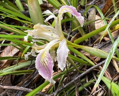 Iris purdyi