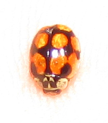 Adalia decempunctata