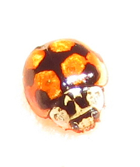 Adalia decempunctata