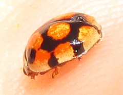 Adalia decempunctata