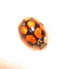 Adalia decempunctata