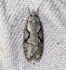 Semioscopis packardella