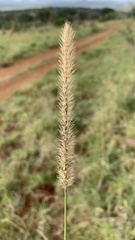 Setaria sphacelata sphacelata