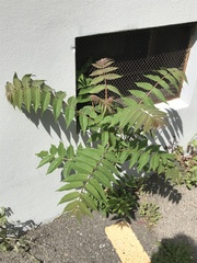 Ailanthus altissima