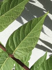 Ailanthus altissima