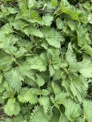Urtica dioica