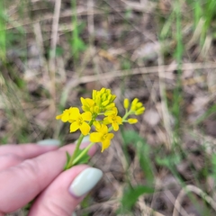 Barbarea vulgaris