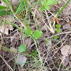 Barbarea vulgaris