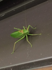 Paracyrtophyllus robustus