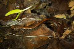 Plethodon larselli