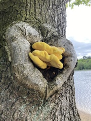 Laetiporus sulphureus