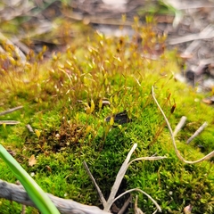 Bryophyta