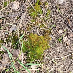 Bryophyta