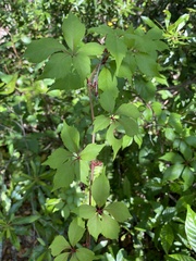 Parthenocissus quinquefolia image