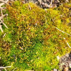 Bryophyta