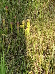 Sarracenia minor minor