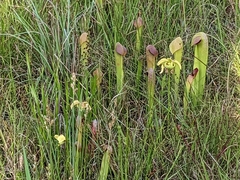 Sarracenia minor minor