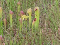 Sarracenia minor minor