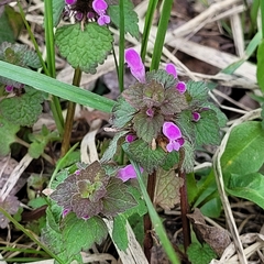 Lamium purpureum