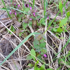 Lamium purpureum