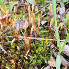 Polytrichum