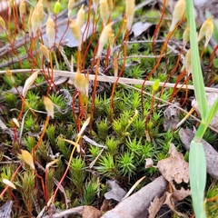 Polytrichum