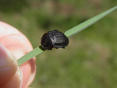 Šliužagraužis maitvabalis