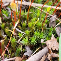 Polytrichum