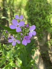 Phlox maculata