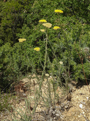 Achillea coarctata