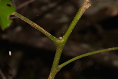 Dysoxylum fraserianum