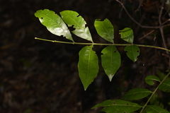 Dysoxylum fraserianum