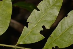 Dysoxylum fraserianum