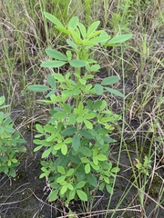Melilotus suaveolens
