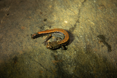 Plethodon larselli