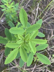 Melilotus suaveolens