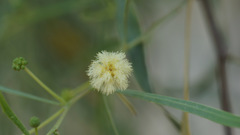 Acacia salicina