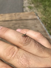 Leptopterna dolabrata