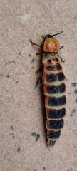 Lampyris ambigena