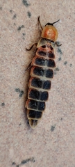 Lampyris ambigena