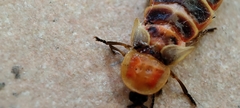 Lampyris ambigena